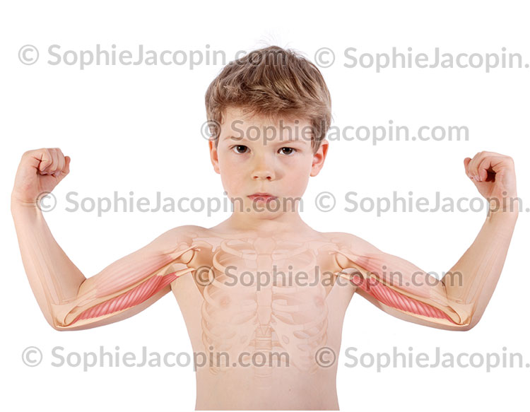 MUSCLE TRICEPS BRACHIAL – Image 3