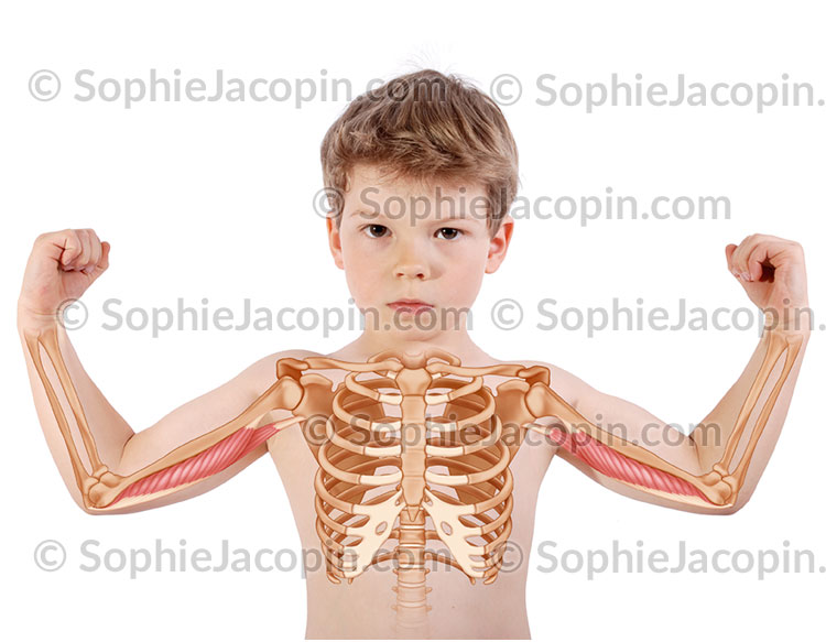 MUSCLE TRICEPS BRACHIAL – Image 2
