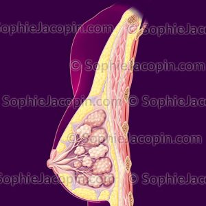 ANATOMIE DU SEIN