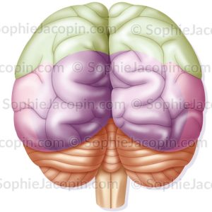 LOBES DU CERVEAU