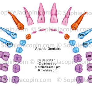 ARCADE DENTAIRE ADULTE