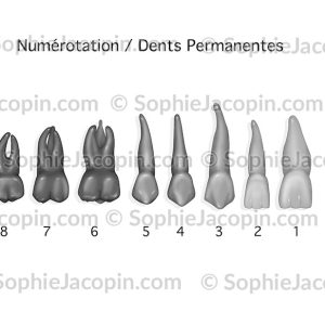 DENTS PERMANENTES