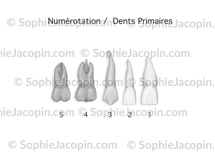 DENTS PRIMAIRES