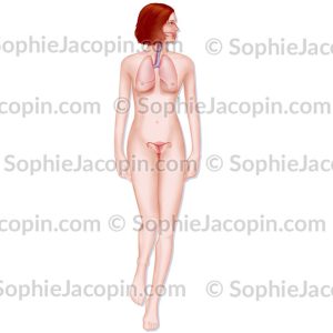 ANATOMIE FÉMININE