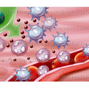 CICATRISATION STIMULATION IMMUNITAIRE