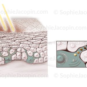 MÉLANOCYTES ET BRONZAGE