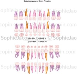 ODONTOGRAMME DENTS PRIMAIRES