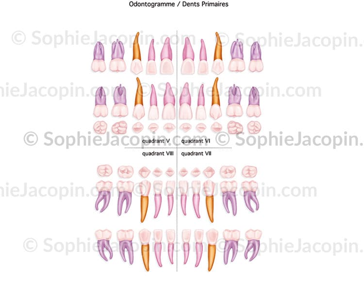 ODONTOGRAMME DENTS PRIMAIRES – Image 2